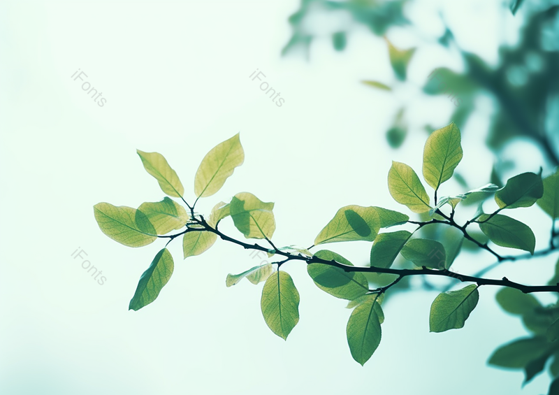 绿色自然小清新树叶叶子背景,高清,摄影图,摄影图片,图片大全,摄影图免费下载